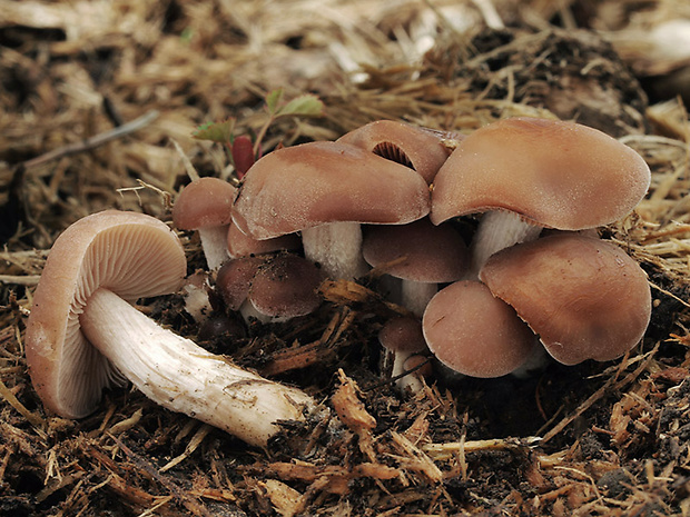 peniazovka hnedá Gymnopus ocior (Pers.) Antonín & Noordel.