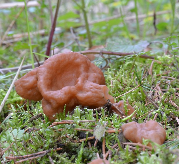 ušiak obrovský Gyromitra gigas (Krombh.) Cooke