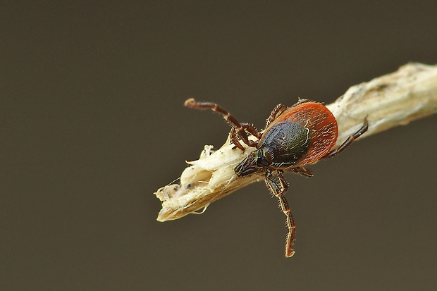 kliešť obyčajný Ixodes ricinus