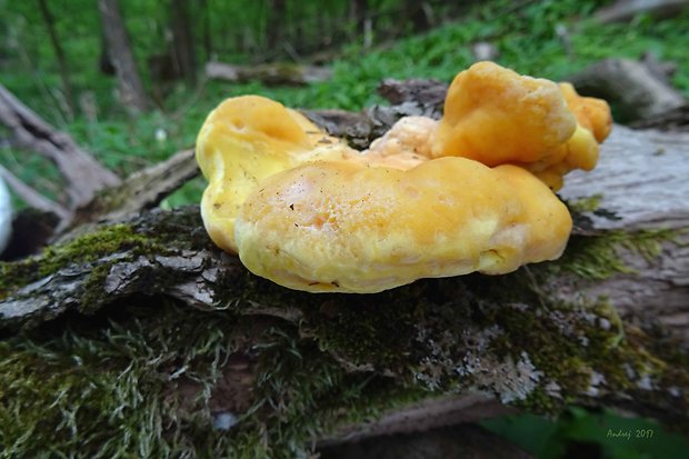 sírovec obyčajný Laetiporus sulphureus (Bull.) Murrill