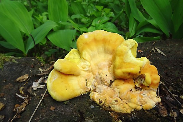 sírovec obyčajný Laetiporus sulphureus (Bull.) Murrill