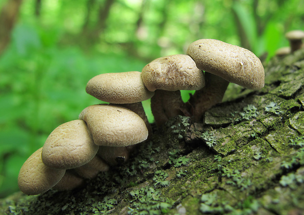 trúdnik strapkatý Lentinus substrictus (Bolton) Zmitr. & Kovalenko