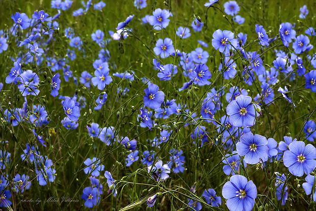 ľan rakúsky Linum austriacum L.