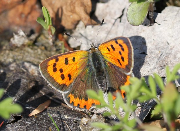 ohniváčik čiernokrídly  Lycaena phlaeas