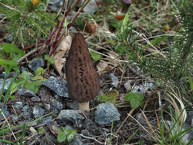 smrčok kužeľovitý Morchella conica Pers.