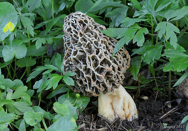 smrčok jedlý Morchella esculenta (L.) Pers.