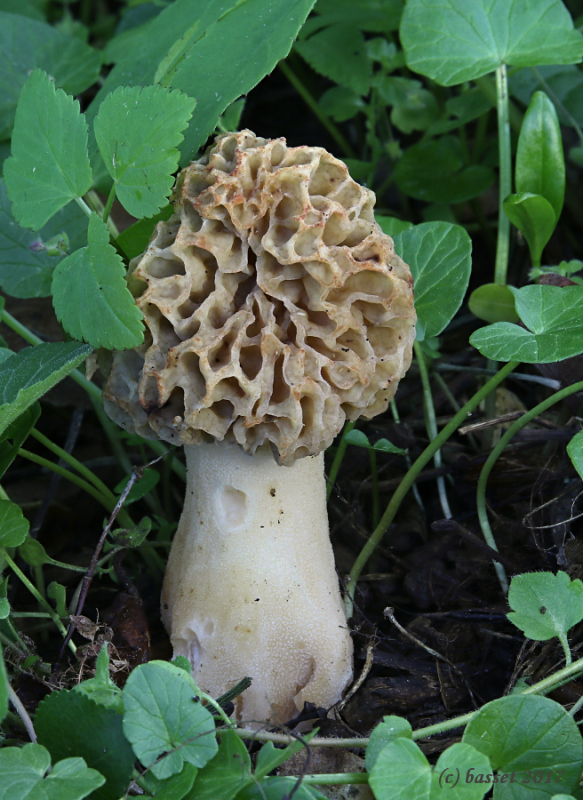 smrčok jedlý Morchella esculenta (L.) Pers.