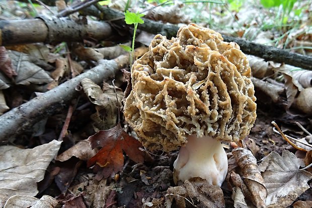 smrčok jedlý Morchella esculenta (L.) Pers.