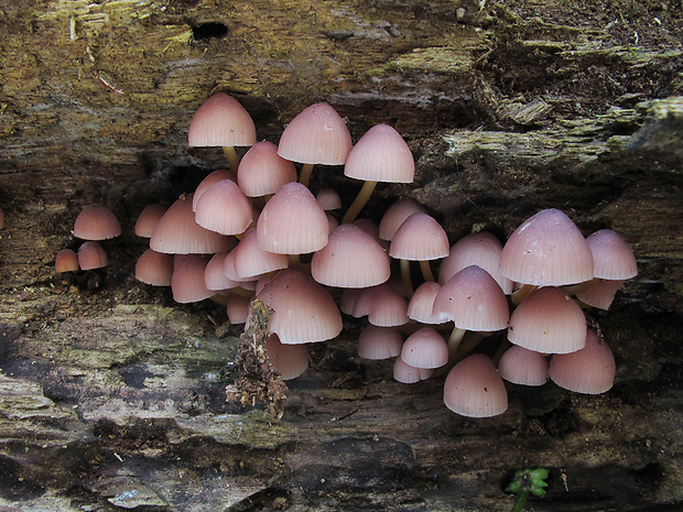 prilbička žltohlúbiková Mycena renati Quél.