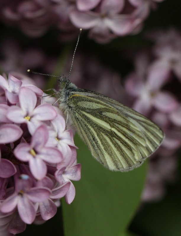 mlynárik repkový  Pieris napi