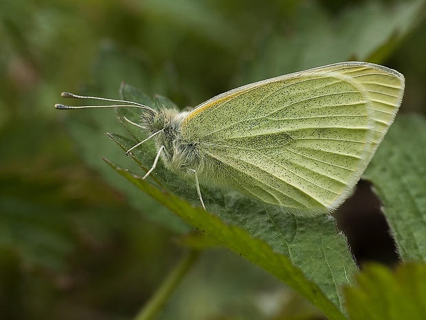 mlynárik repový Pieris rapae