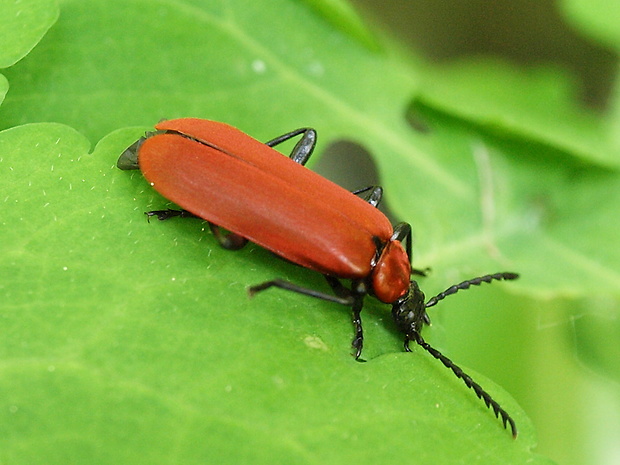 červenáčik ohnivý Pyrochroa coccinea