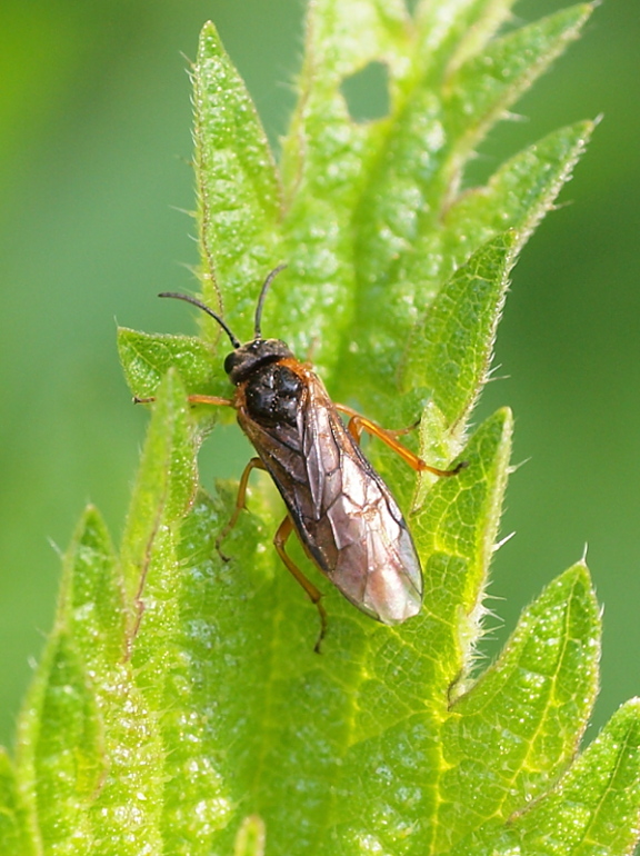 piliarka Selandria serva   ?