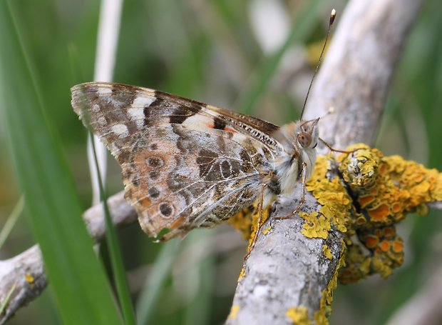 babôčka bodliaková Vanessa cardui