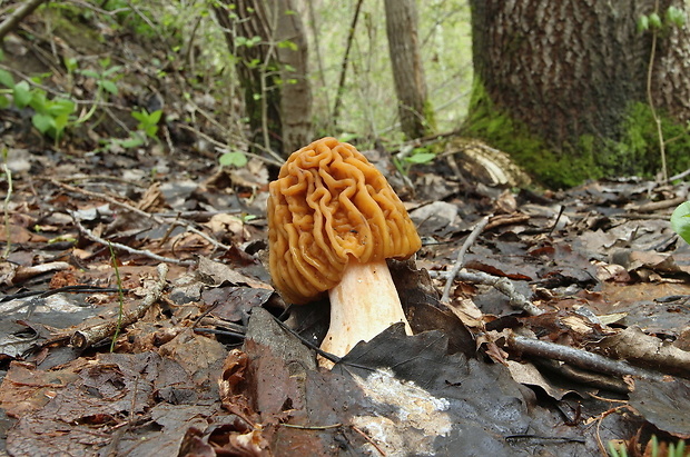 smrčkovec český Verpa bohemica (Krombh.) J. Schröt.