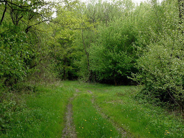 Lesná cestička