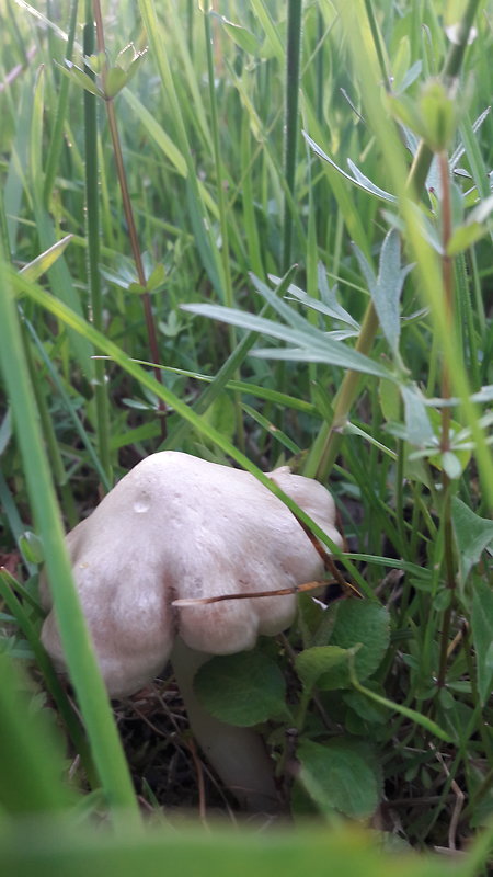 čírovnica májová Calocybe gambosa (Fr.) Donk