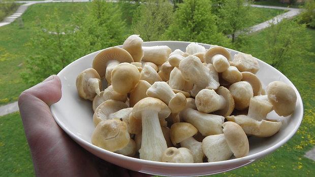 čírovnica májová Calocybe gambosa (Fr.) Donk