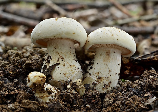 čírovnica májová Calocybe gambosa (Fr.) Donk