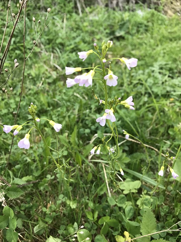 žerušnica lúčna Cardamine pratensis L.