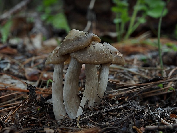 hodvábnica Entoloma sp.