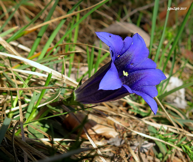 horec clusiov Gentiana clusii Perr. et Songeon