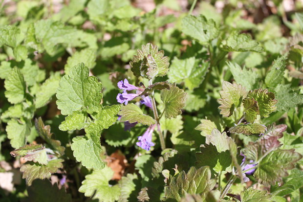 zádušník brečtanovitý Glechoma hederacea L.