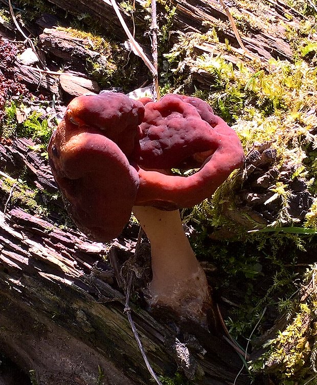 ušiak obyčajný Gyromitra esculenta (Pers.) Fr.