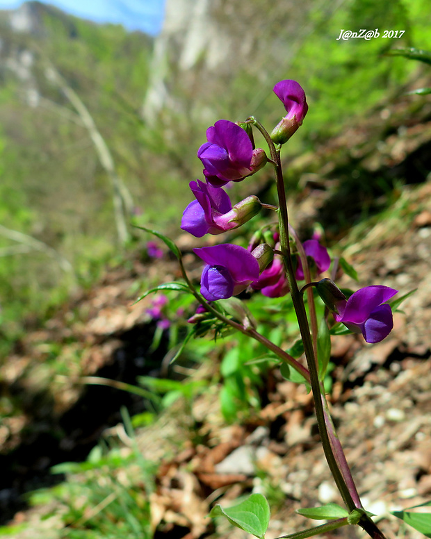 hrachor jarný Lathyrus vernus (L.) Bernh.