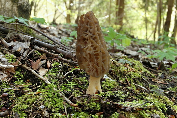 smrčok kužeľovitý Morchella conica Pers.