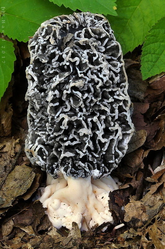 smrčok jedlý Morchella esculenta (L.) Pers.