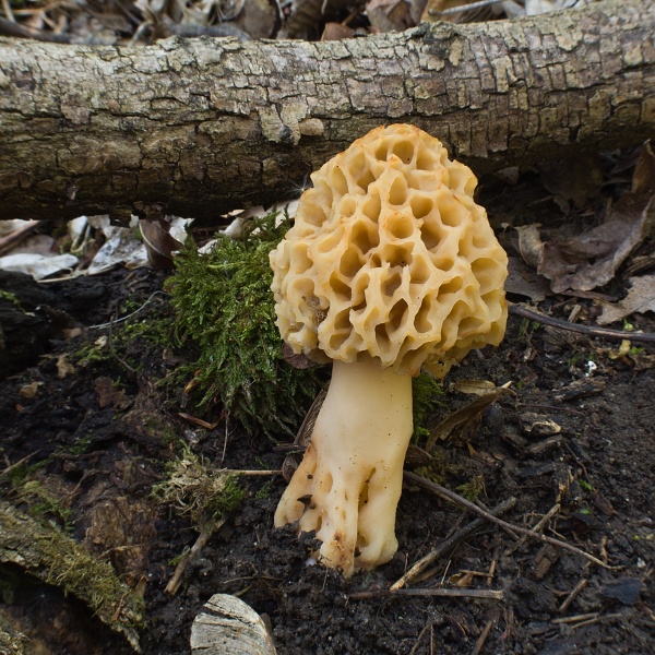 smrčok jedlý Morchella esculenta (L.) Pers.