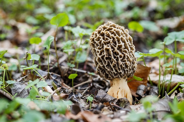 smrčok jedlý Morchella esculenta (L.) Pers.