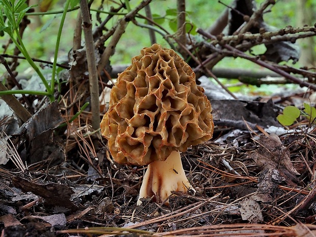 smrčok jedlý Morchella esculenta (L.) Pers.