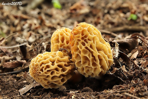 smrčok jedlý Morchella esculenta (L.) Pers.