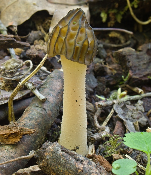 smrčok hybridný Morchella semilibera DC.