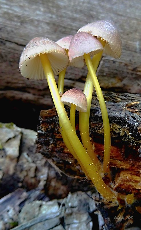 prilbička žltohlúbiková Mycena renati Quél.