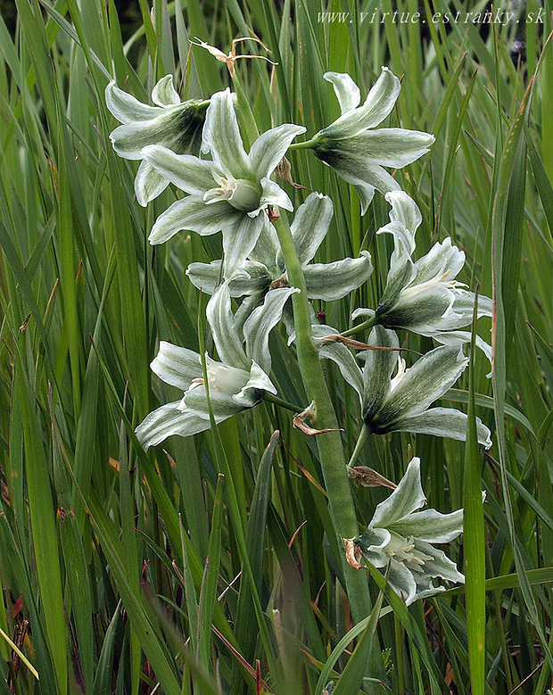 bledavka boucheova Ornithogalum boucheanum (Kunth) Asch.