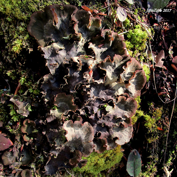 štítnatec Peltigera sp.