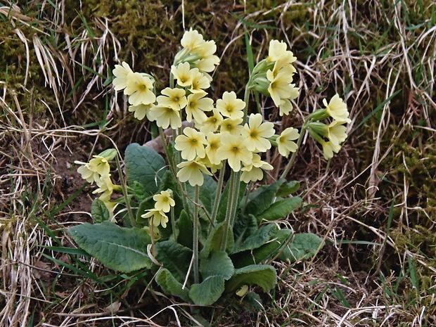 prvosienka vyššia Primula elatior (L.) L.