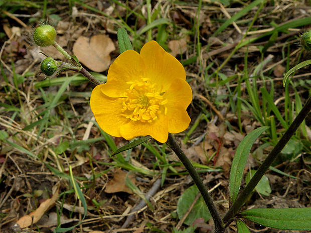 iskerník Ranunculus sp.