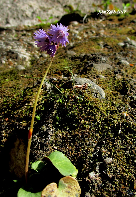 soldanelka karpatská Soldanella carpatica Vierh.