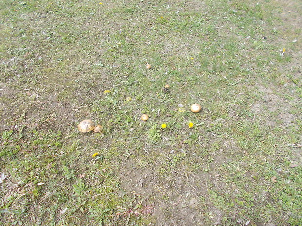 masliak Suillus sp.