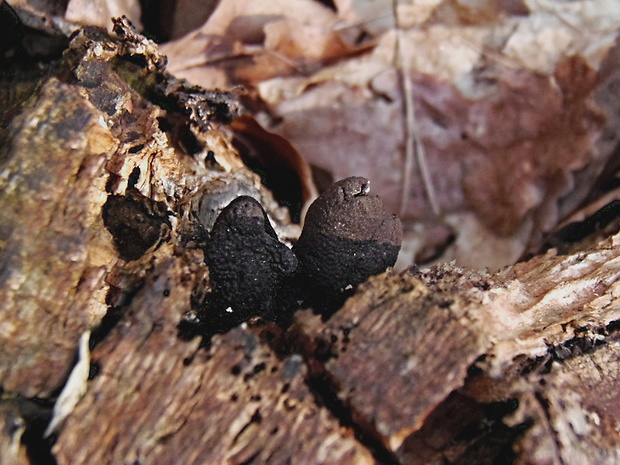 drevnatec kyjakovitý Xylaria polymorpha (Pers.) Grev.