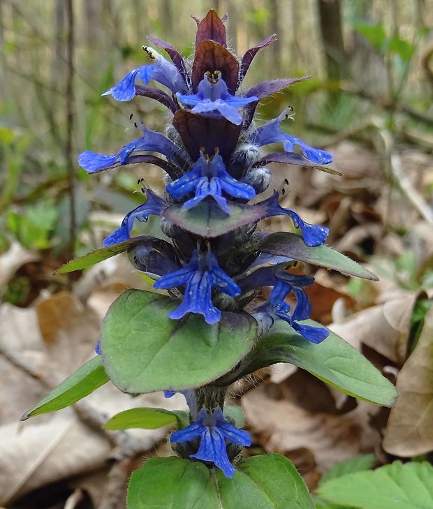 zbehovec plazivý Ajuga reptans L.