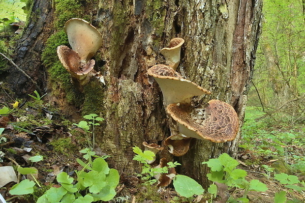 trúdnik šupinatý Cerioporus squamosus (Huds.) Quél.