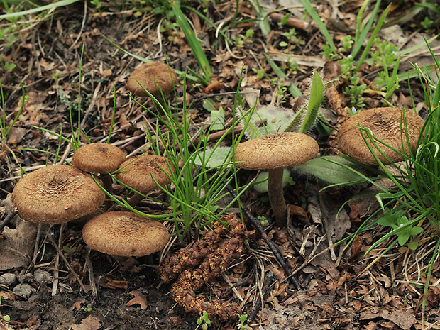 vláknica plstnatá Inocybe lacera (Fr.) P. Kumm.