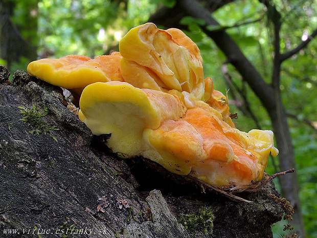 sírovec obyčajný Laetiporus sulphureus (Bull.) Murrill