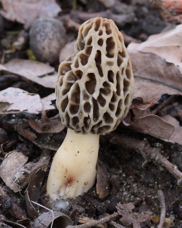 smrčok jedlý Morchella esculenta (L.) Pers.