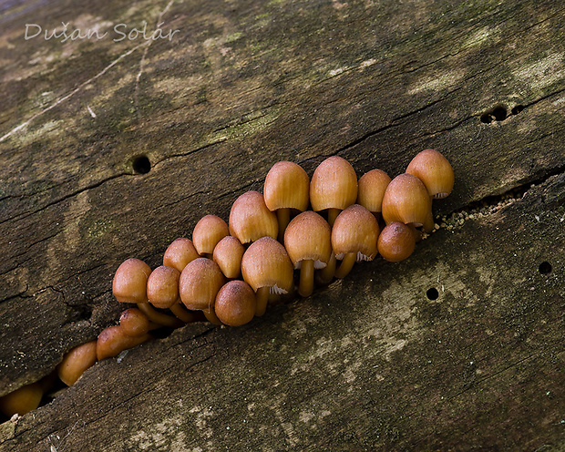 prilbička žltohlúbiková Mycena renati Quél.